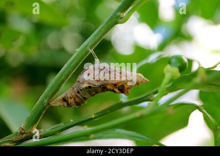 Lime Butterfly Pupa Suspended under a Branch of the Lime Tree Stock Photo