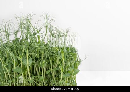 Peas microgreens macro photo on light background, copy space. Stock Photo