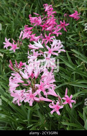 Pink and white Nerine bowdenii Guernsey lily flowers Stock Photo