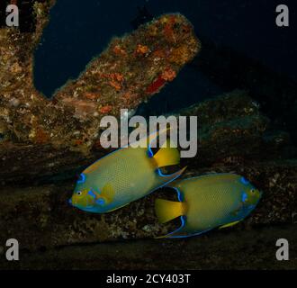 A pair of Queen Angelfish (Holacanthus ciliaris) on the Lucy's Barge divesite on the island of St Martin, Dutch Caribbean Stock Photo