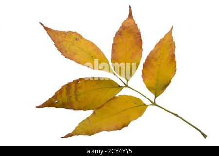Yellow ash leaves isolated on white background. Stock Photo
