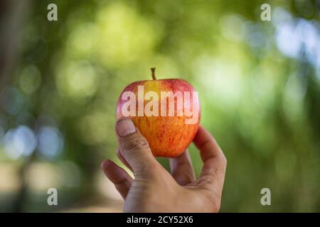 Holding a red apple with a hand isolated on a blurry green background Stock Photo