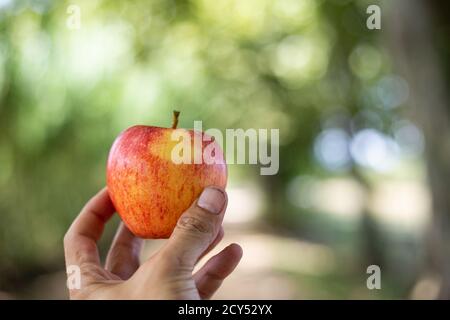 Holding a red apple with a hand isolated on a blurry green background Stock Photo
