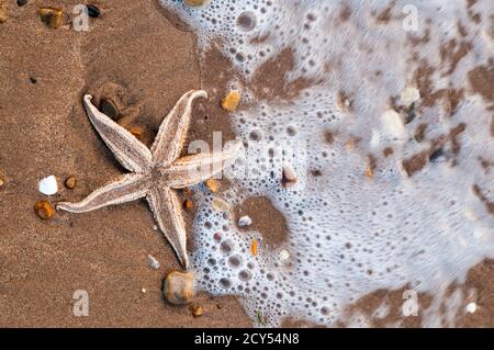A 5 armed common starfish, Asterias rubens, washed up on the shore of The Wash in Norfolk. Stock Photo