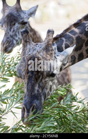 Maasai Giraffes eating leaves at Los Angeles Zoo Stock Photo