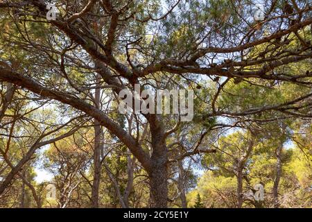 Beautiful wide tree top and branch formation of the old, tall, dalmatian pine tree in green forest of Rogoznica, Croatia Stock Photo