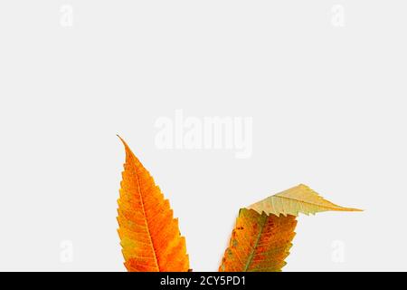 Bunny orange years made of fall leaves. Easter concept. Celebration card Stock Photo