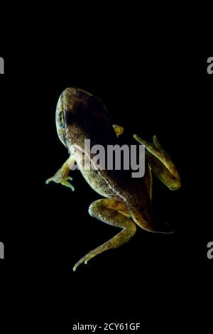 Froglet of the Common Frog (Rana temporaria) Backlit on Black Background