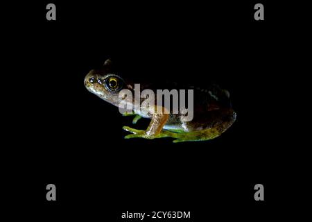 Froglet of the Common Frog (Rana temporaria) Cut Out on Black Background Stock Photo