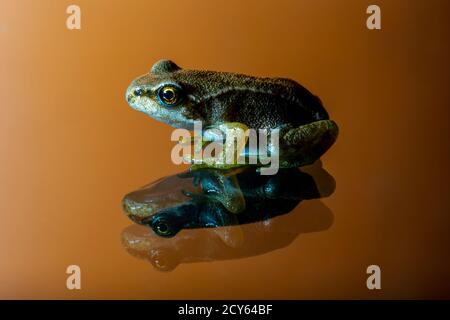 Side view of Froglet of the Common Frog (Rana temporaria) with Reflection on Orange Background Stock Photo