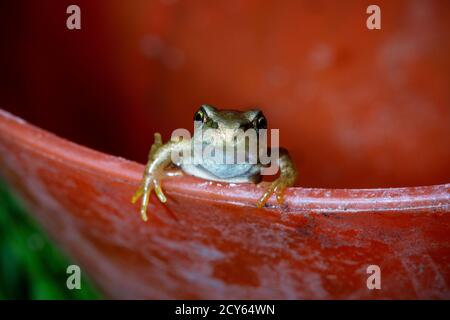 Froglet of the Common Frog (Rana temporaria) Crawling Out of a Tub Stock Photo