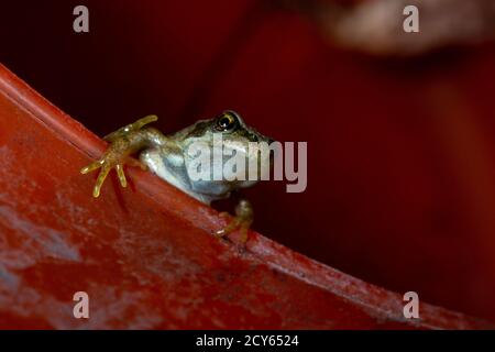 Froglet of the Common Frog (Rana temporaria) Crawling Out of a Tub Stock Photo