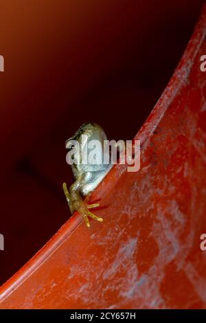 Froglet of the Common Frog (Rana temporaria) Crawling Out of a Tub Stock Photo