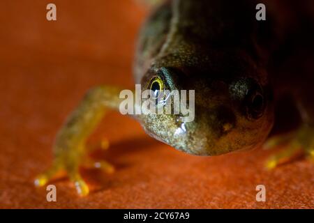 Froglet of the Common Frog (Rana temporaria) Crawling Towards the Camera Stock Photo