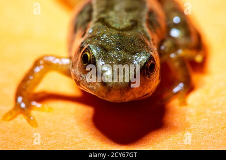Froglet of the Common Frog (Rana temporaria) Crawling Towards the Camera Stock Photo