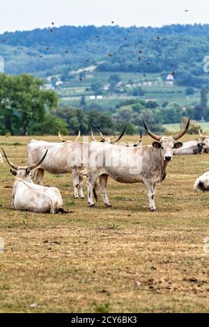 Hungarian grey cattle heard on the field Stock Photo