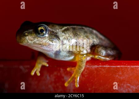 Froglet of the Common Frog (Rana temporaria) Crawling Out of a Bowl Stock Photo