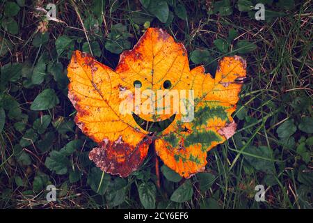 Funny Hello Autumn concept from fallen maple leaf in grass Stock Photo
