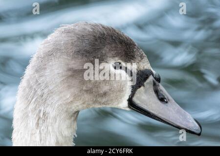 Young or juvenile swan, fully grown swan cygnet, mute swan, cygnus olor, close up profile of head and beak or bill, England UK Stock Photo