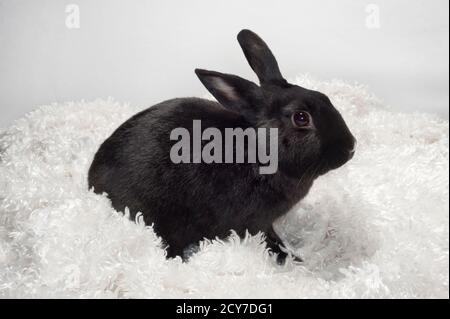 Cute black bunnyrabbit sitting on fluffy white fabric. Stock Photo