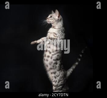 Cute funny photo of a silver bengal cat standing up, showing her belly. Stock Photo