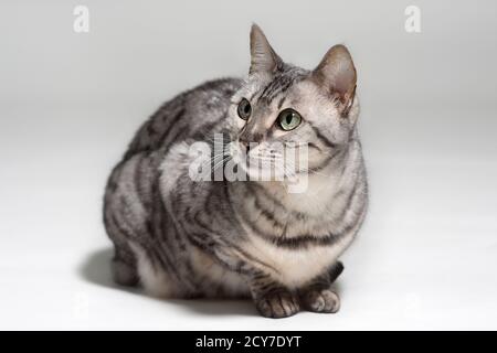 Silver bengal cat sitting with her legs tucked in. Stock Photo