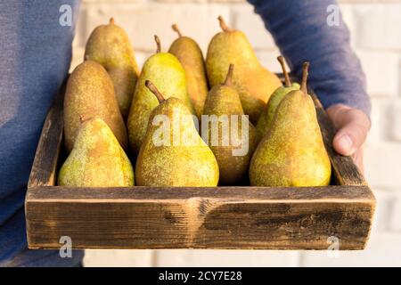 https://l450v.alamy.com/450v/2cy7e28/fresh-pears-in-male-hands-juicy-flavorful-pears-in-box-basket-organic-fruit-for-food-or-pear-juice-healthy-food-pear-harvest-2cy7e28.jpg