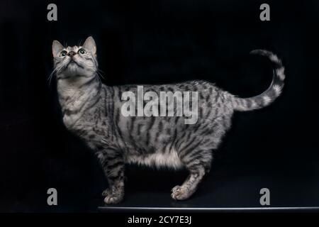 Pretty silver bengal cat looking up. Stock Photo