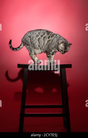 Silver bengal cat up on a stool in front of a red backdrop. Stock Photo