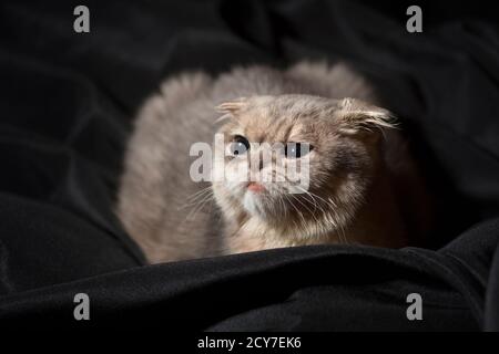 Sad looking scottish fold kitten looking off to the left. Stock Photo
