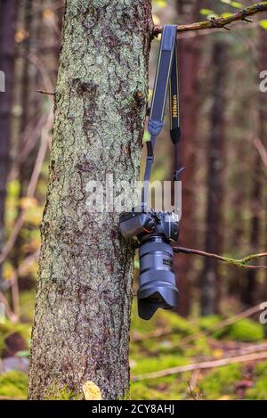 Camera from nikon and lens from sigma hang on a tree in the Swedish forest waiting for photography during the beautiful autumn time. 2020 September 30 Stock Photo