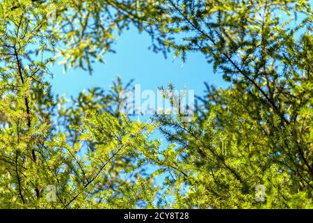 Larix decidua green branches in blue sky (European larch tree) Stock Photo
