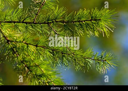 Larix decidua green branches (European larch tree) Stock Photo