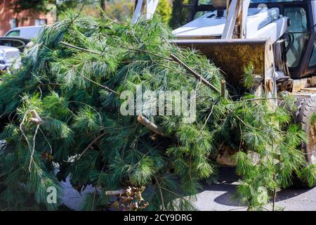 Landscapers in the municipal utilities clean up in the remove tree branches Stock Photo