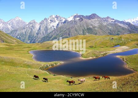 the horse walking on the grass near the lake with mountains in the background Stock Photo