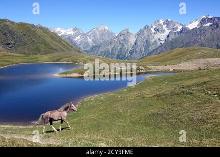 the horse walking on the grass near the lake with mountains in the background Stock Photo