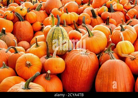 Colorful Halloween theme or possible background. Large pile of many harvested orange pumpkins in different sizes and shapes. Stock Photo