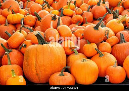 Colorful Halloween theme or possible background. Large assortment of harvested orange pumpkins in many different sizes and shapes. Stock Photo