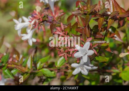 hedge flowers abelia grandiflora close up view in summer Stock Photo