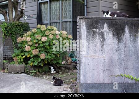 A group of Japanese cats hanging out around local people house. Stock Photo