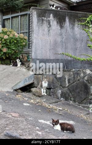 A group of Japanese cats hanging out around local people house. Stock Photo