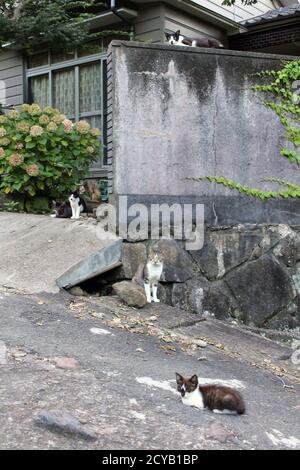 A group of Japanese cats hanging out around local people house. Stock Photo