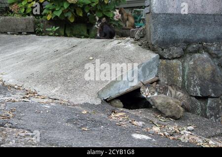 A group of Japanese cats hanging out around local people house. Stock Photo