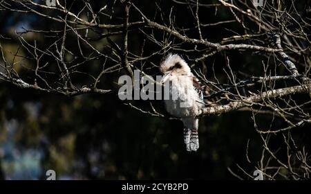 Australian native laughing kookaburra kingfisher bird resting on tree branch in sunlight Stock Photo