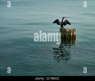 Tranquil scene, cormorant perched on pillar in the water spreading wings Stock Photo