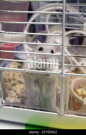 Hamster with its playing properties in a cage. Stock Photo