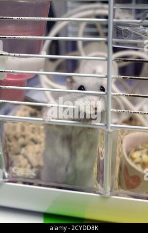 Hamster with its playing properties in a cage. Stock Photo