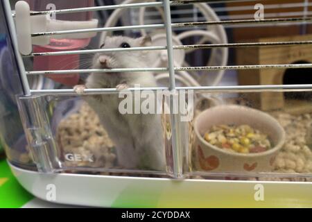 Hamster with its playing properties in a cage. Stock Photo