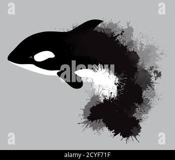 Illustration of grampus with watercolor splashes. Vector killer whale for your design. Stock Vector