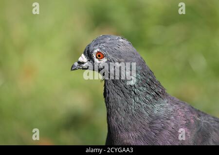closeup of pigeon in Wiesbaden Germany Stock Photo
